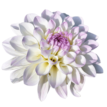 Beautiful Lotus Flower PNG Transparent