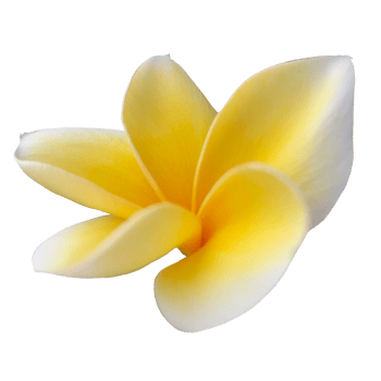 Beautiful Frangipani Flower png