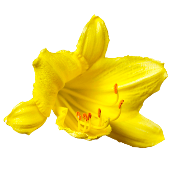 Yellow Flower Transparent png