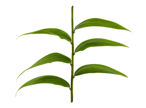 green leaf of a lily png