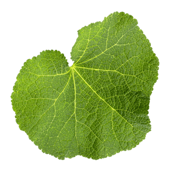 green leaf of mallow png