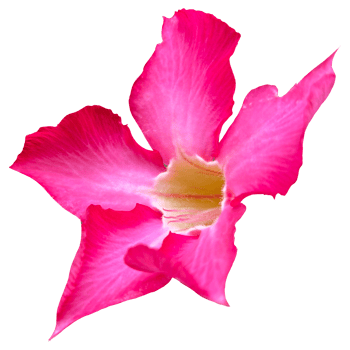 Beautiful Pink Flower with High Quality Image png