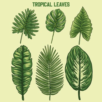 some vector tropical leaft designs