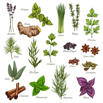 Vector isolated icons of natural spices and herbs