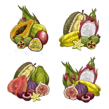Vector exotic fresh tropical fruits