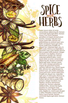 Vector sketch spices and herbs farm store poster