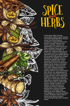 Herb and spice chalkboard banner with spicy plant vector