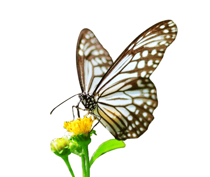 Butterfly on white background easy to use in projects. png