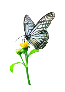 Butterfly on white background easy to use in projects. png