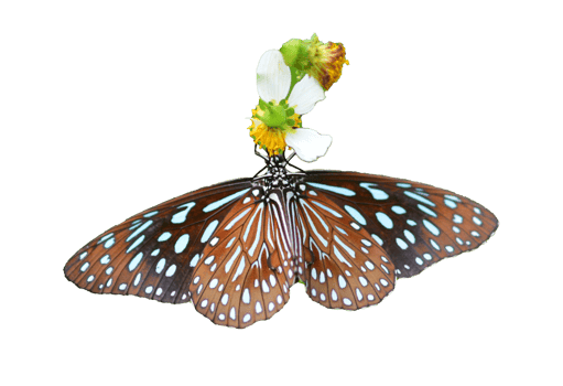 Butterfly on white background easy to use in projects. png