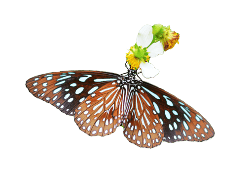 Butterfly on white background easy to use in projects. png
