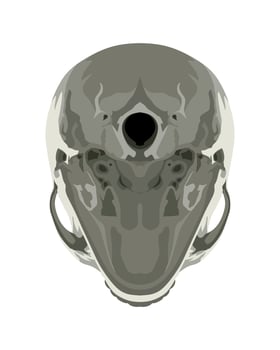 Skull in Different Projections vector