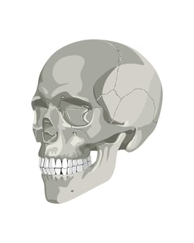 Skull in Different Projections vector