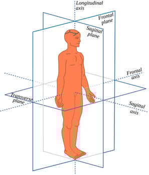 Anatomical Planes and axes in a Human-All body movements occur in different planes and around different axes vector
