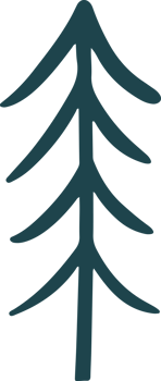 Cute Douglas fir tree Illustration for design element png