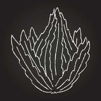 Kale Chalk Drawing vector