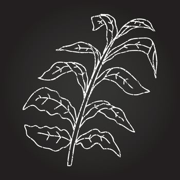 Corn Stalk Chalk Drawing vector