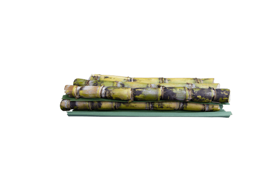 Fresh organic sugarcane with leaf isolated on the background png