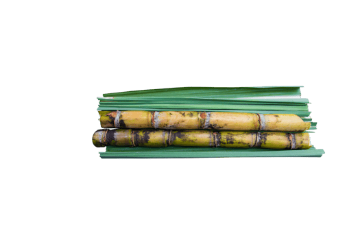 Fresh organic sugarcane with leaf isolated on the background png