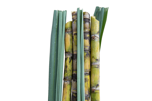 Fresh organic sugarcane with leaf isolated on the background png