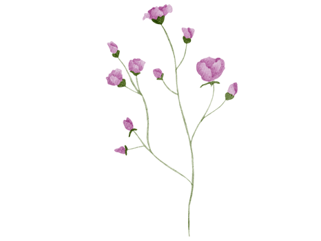 Flower Watercolor Illustration png