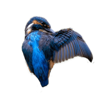 Kingfishers transparent bird png