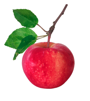 Apples drawing in hand drawn style. Hand drawn illustration. Vegetarian food. Green leaves. Style watercolor drawing. Healthy eating. png