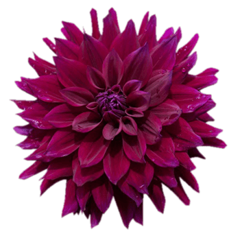 Dahlia transparent background png
