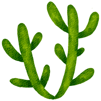 Cactus succulent plant watercolor png