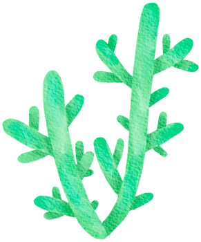Cactus succulent plant watercolor png