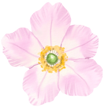 Watercolor Floral Botanical hand paint png