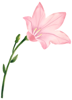 Watercolor Floral Botanical hand paint png