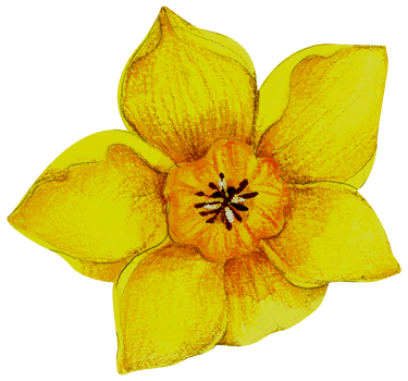 Watercolor Floral Botanical hand paint png
