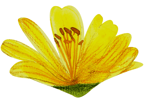 Watercolor Floral Botanical hand paint png