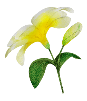 Watercolor Floral Botanical hand paint png