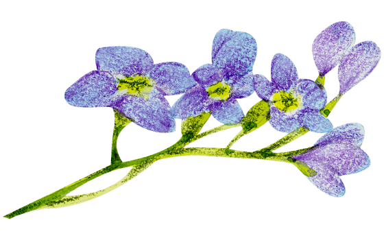 Watercolor Floral Botanical hand paint png
