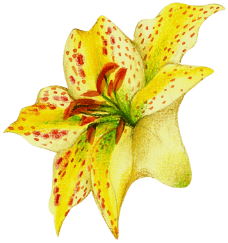 Watercolor Floral Botanical hand paint png