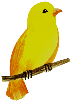 Little Bird watercolor hand paint png