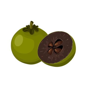 Vector illustration, black sapote or Diospyros Nigra, isolated on white background.