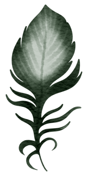 Feather watercolor hand paint png