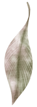 Feather watercolor hand paint png