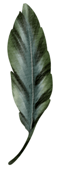 Feather watercolor hand paint png