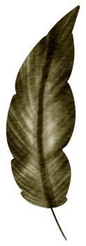 Feather watercolor hand paint png