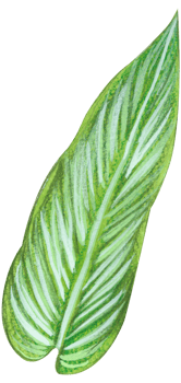 foliage watercolor leaf hand paint png