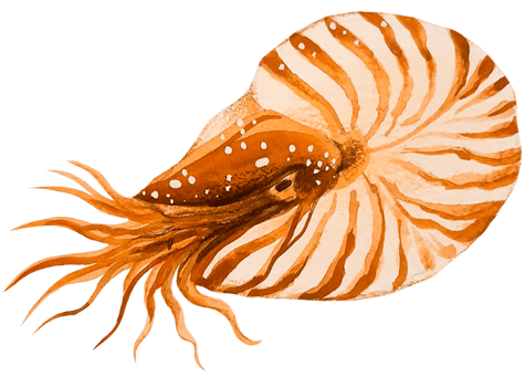 Under the sea animal watercolor png