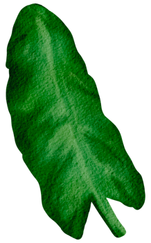 foliage watercolor leaf hand paint png