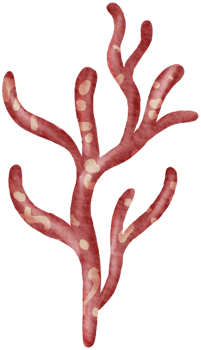 Nautical watercolor marine life hand painted png