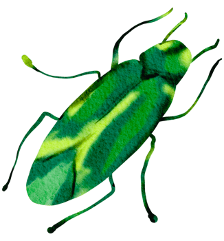 Bug watercolor insect hand painted png