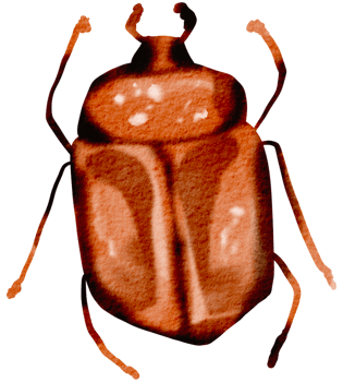 Bug watercolor insect hand painted png