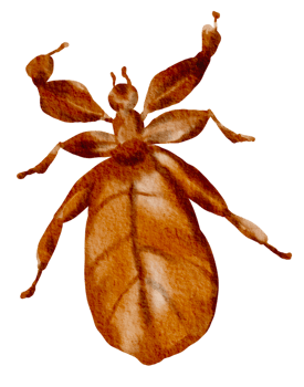 Bug watercolor insect hand painted png